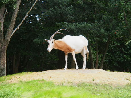 Scimitar-horned Oryx #3