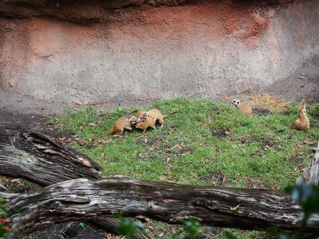 Meerkat #3