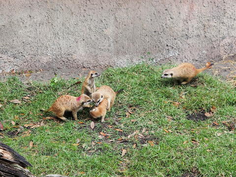 Meerkat #4