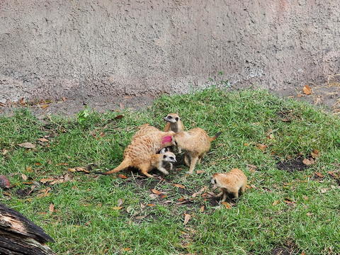 Meerkat #5