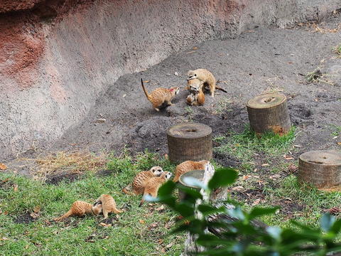 Meerkat #7