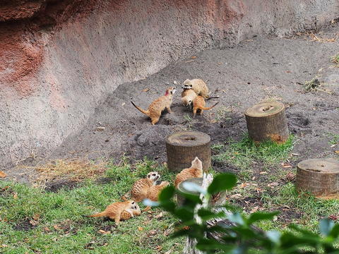 Meerkat #8
