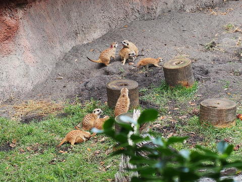 Meerkat #9