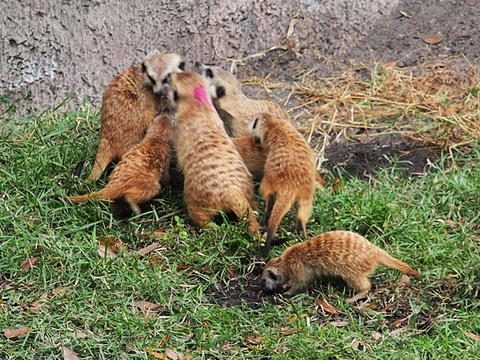 Meerkat #10