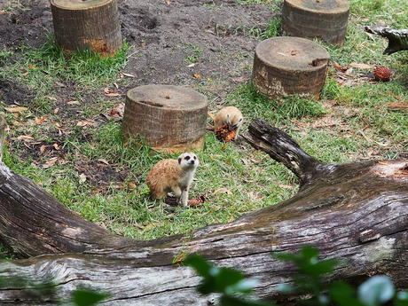 Meerkat #11