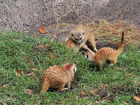 Meerkat #12
