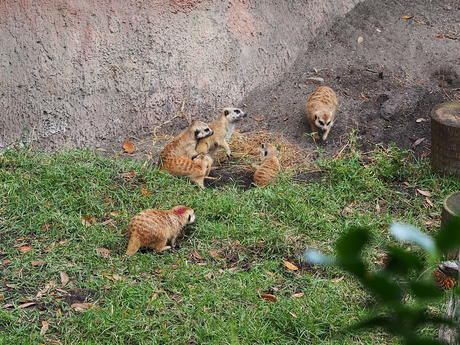 Meerkat #13
