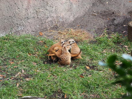 Meerkat pile