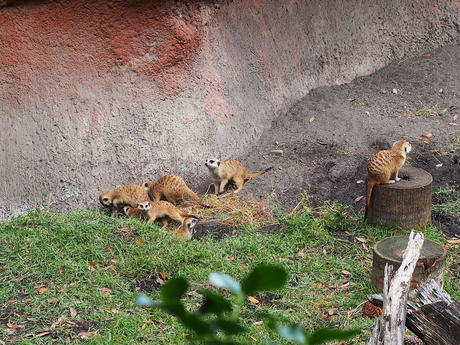 Meerkat #14
