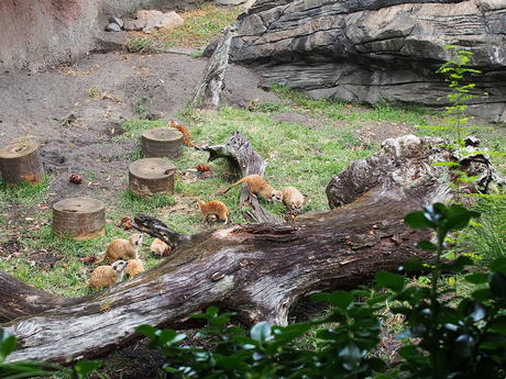 Meerkat #15