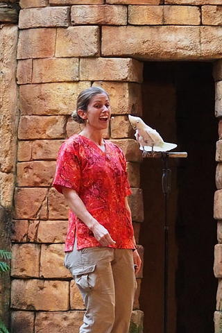 Flights of Wonder bird show #16