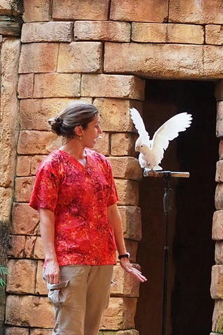 Flights of Wonder bird show #17