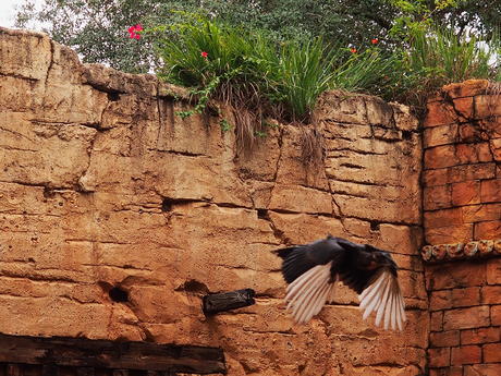 Flights of Wonder bird show #19