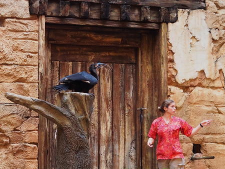 Flights of Wonder bird show #20
