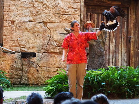 Flights of Wonder bird show #21