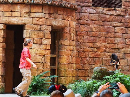 Flights of Wonder bird show #25