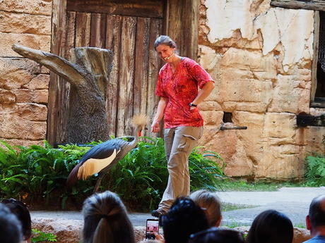 Crowned crane