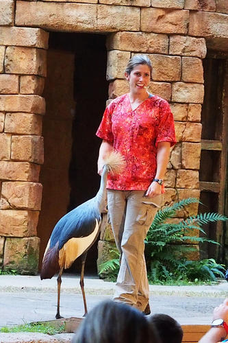 Crowned crane #3