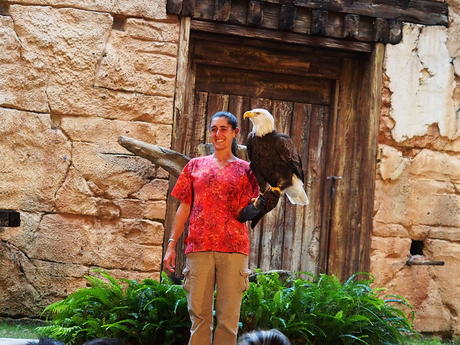 Bald Eagle #2