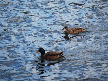 Ducks