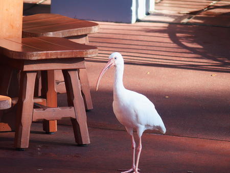 Local bird