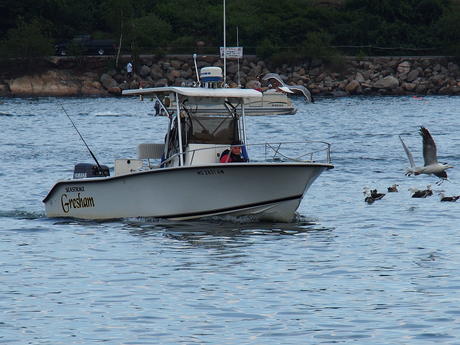 Boat and seagulls