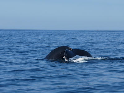 Whale tail