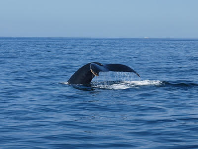 Whale tail #2