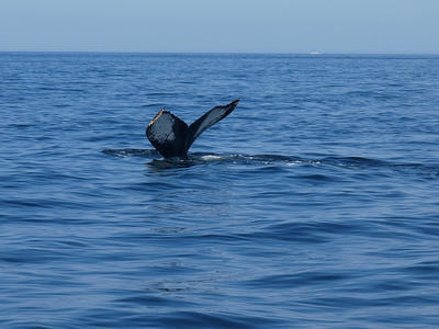 Whale tail #3