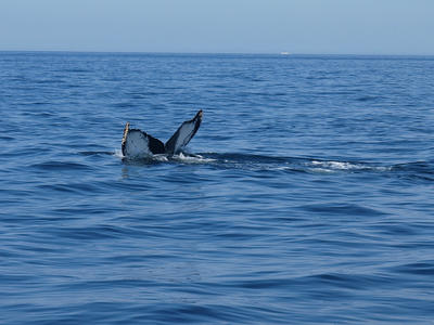 Whale tail #4