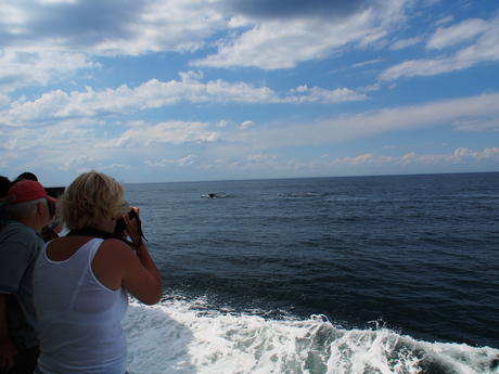 Whale watching