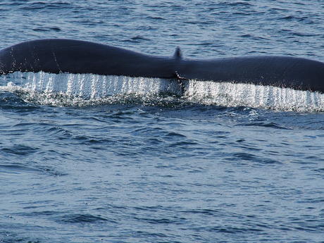 Whale tail #6