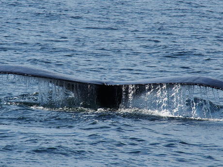 Whale tail #7