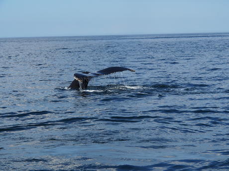 Whale tail #9
