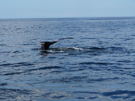 Whale tail #10
