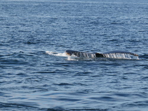 Whale tail #13