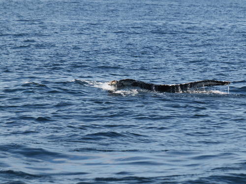 Whale tail #14
