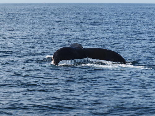 Whale tail #15