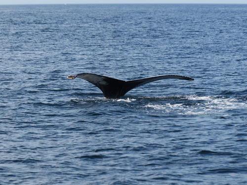 Whale tail #18