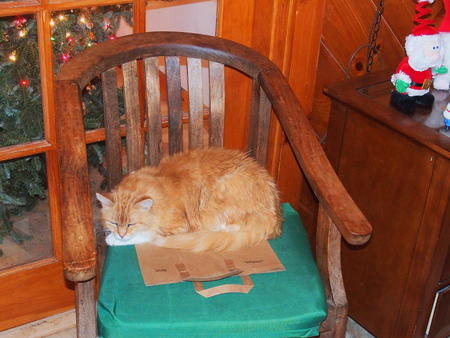 A cat and his paper bag