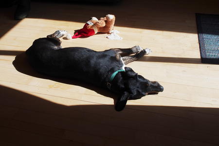 Dog sun spot