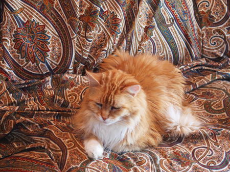 America the fluffy #2