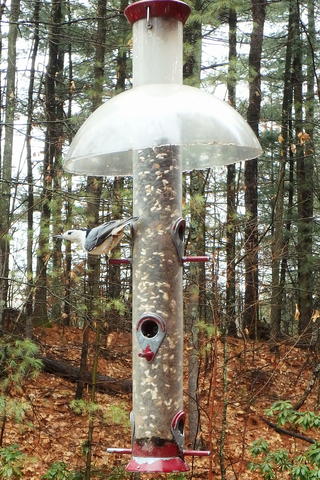 Bird at the feeder