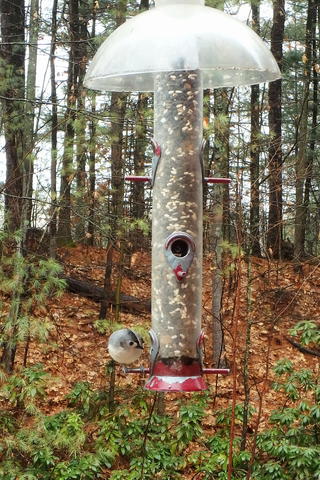 Bird at the feeder #2