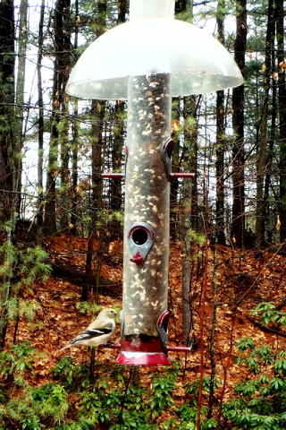 Bird at the feeder #3
