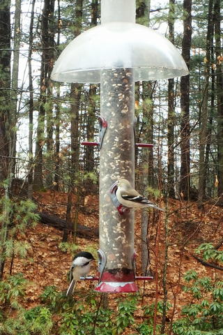 Bird at the feeder #4
