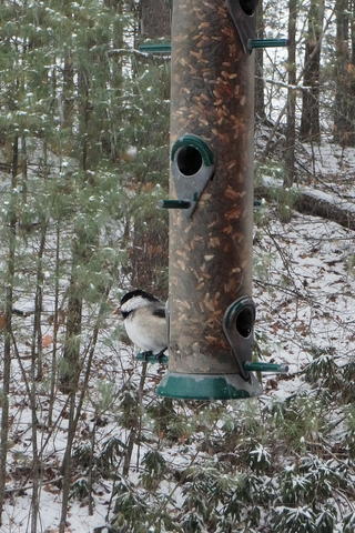 Chickadee at the feeder