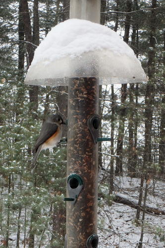 Tufted titmouse at the feeder