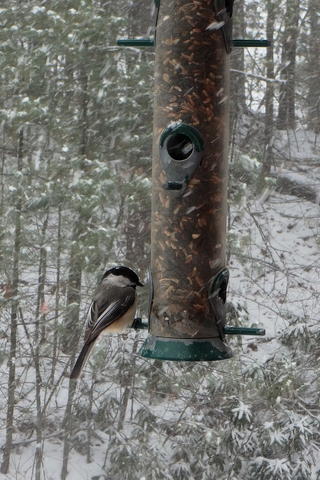 Chickadee at the feeder #2