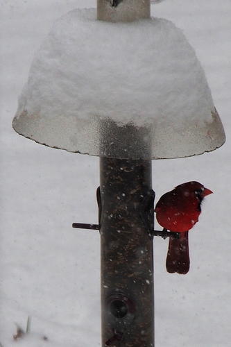 Cardinal at the feeder